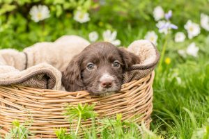 Hop Into Easter Celebrate With Your Furry Friends!