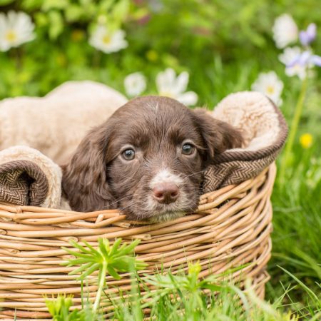 Hop Into Easter Celebrate With Your Furry Friends!