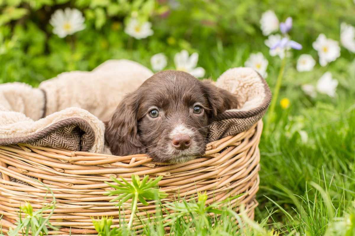 Hop Into Easter Celebrate With Your Furry Friends!