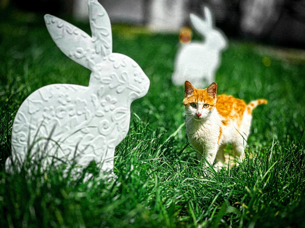 Hop Into Easter Celebrate With Your Furry Friends! 