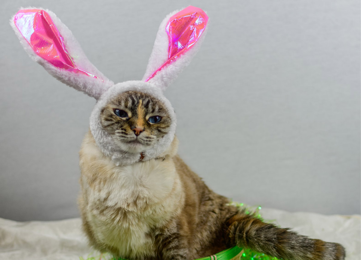Hop Into Easter Celebrate With Your Furry Friends! 