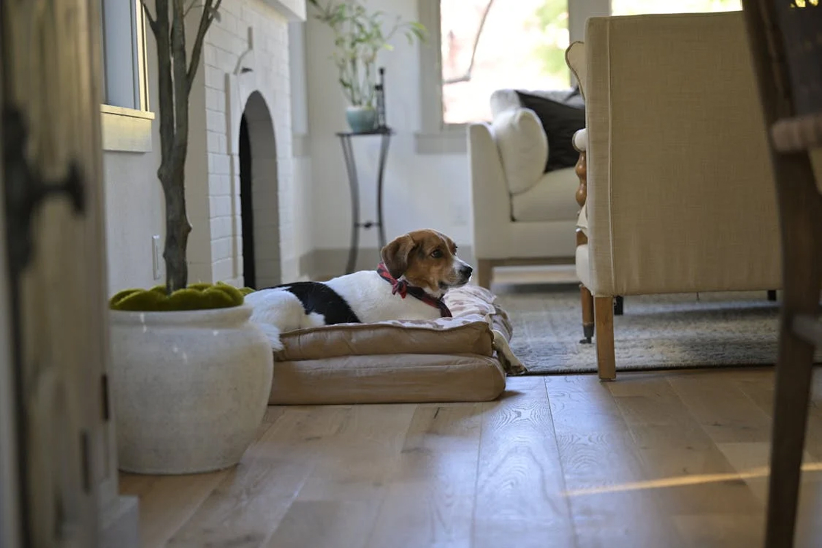 How to Choose the Best Dog Bed for Your Pet’s Comfort and Health