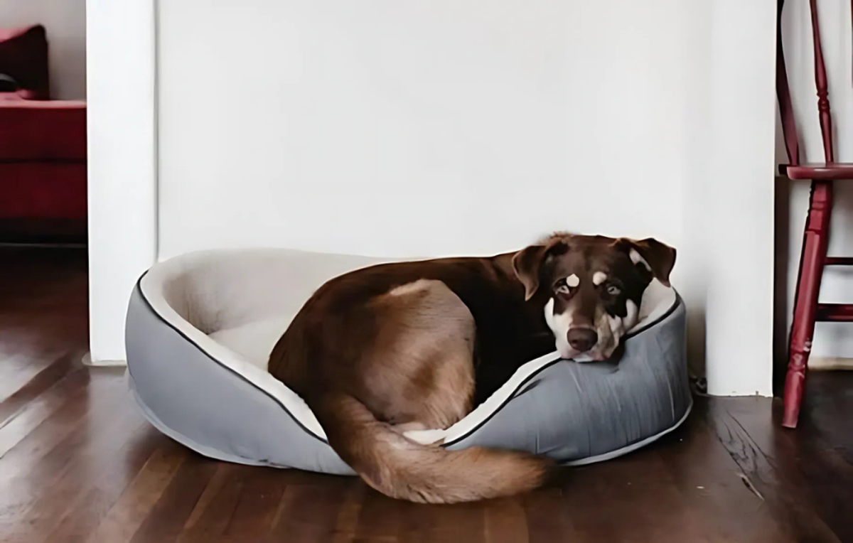 How to Choose the Best Dog Bed for Your Pet’s Comfort and Health