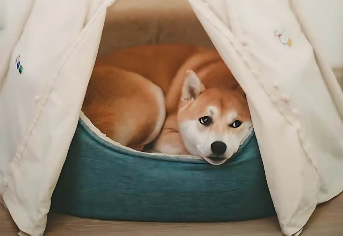 How to Choose the Best Dog Bed for Your Pet’s Comfort and Health