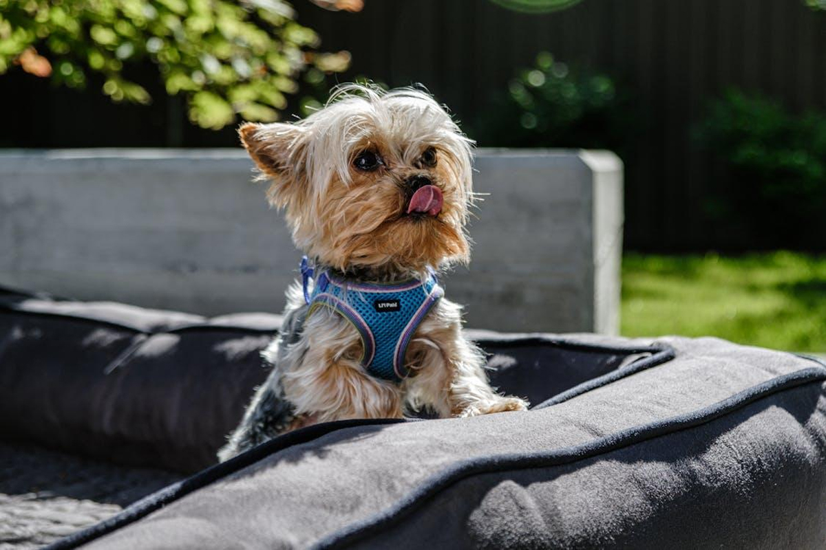 How to Choose the Best Dog Bed for Your Pet’s Comfort and Health