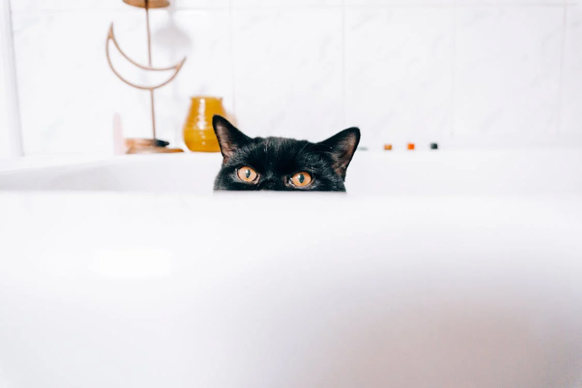 How to Keep Your Cat Healthy: Essential Care Tips for Singapore's Pet Owners