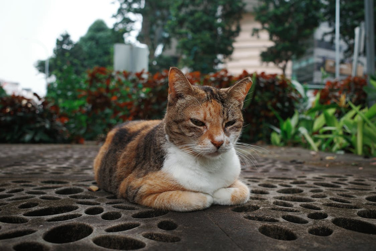 How to Keep Your Cat Healthy: Essential Care Tips for Singapore's Pet Owners