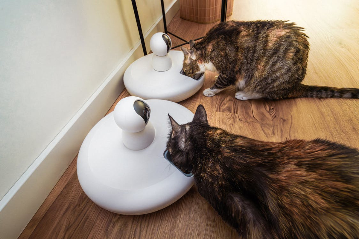 How to Keep Your Cat Healthy: Essential Care Tips for Singapore's Pet Owners
