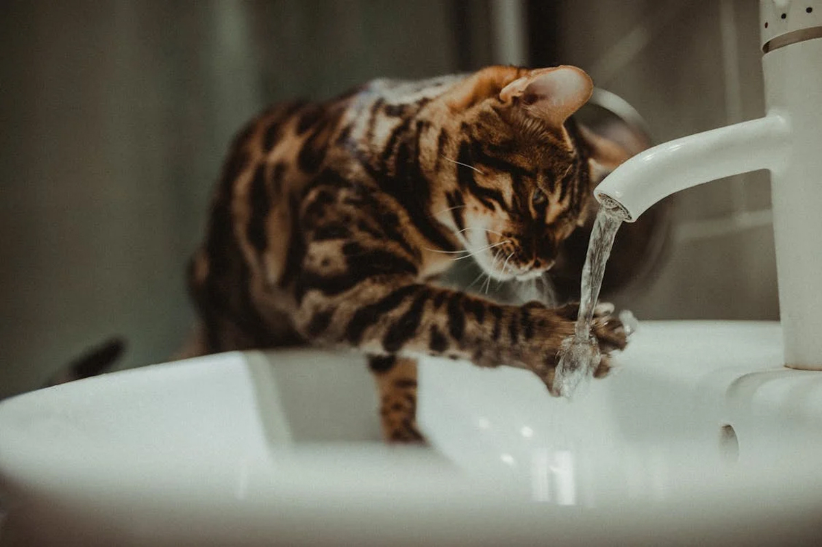 How to Keep Your Cat Healthy: Essential Care Tips for Singapore's Pet Owners