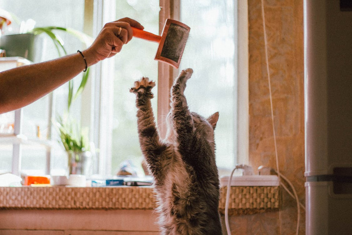 How to Keep Your Cat Healthy: Essential Care Tips for Singapore's Pet Owners