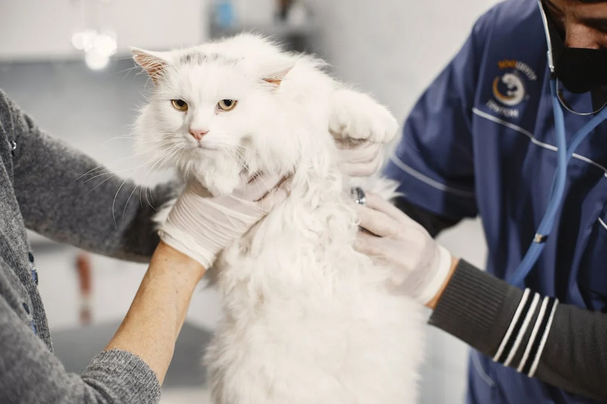 How to Keep Your Cat Healthy: Essential Care Tips for Singapore's Pet Owners