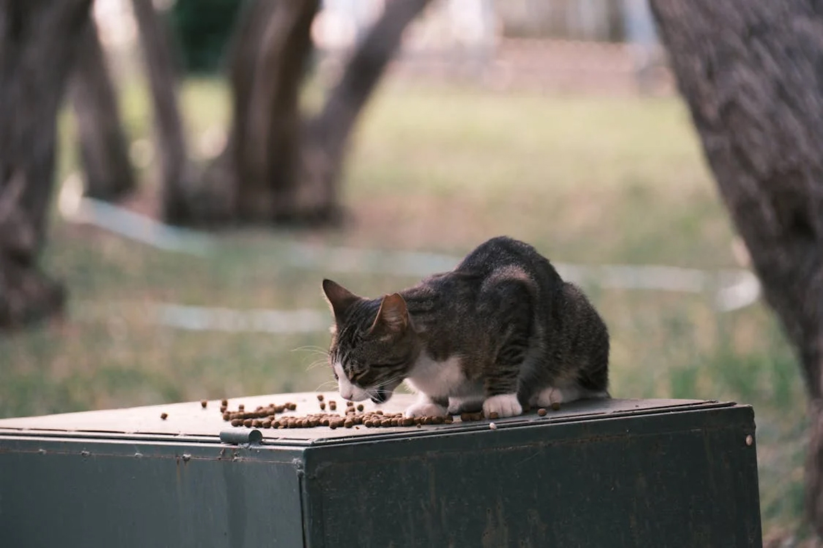 How to Keep Your Cat Healthy: Essential Care Tips for Singapore's Pet Owners