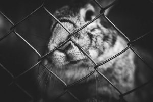 Rabbit Housing 101: How to Set Up the Perfect Enclosure for Your Bunny