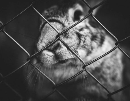 Rabbit Housing 101: How to Set Up the Perfect Enclosure for Your Bunny