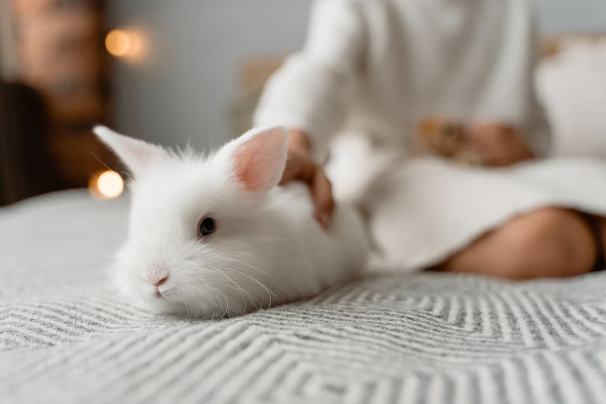 Rabbit Housing 101: How to Set Up the Perfect Enclosure for Your Bunny