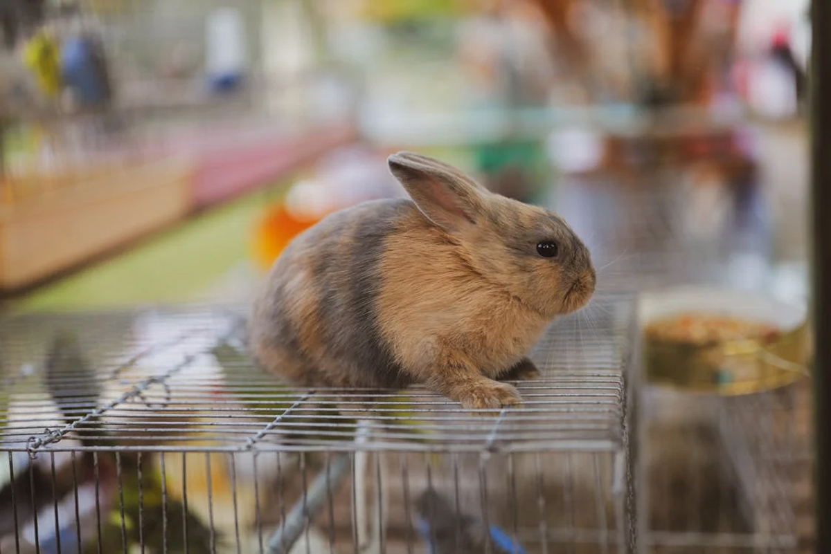 Rabbit Housing 101: How to Set Up the Perfect Enclosure for Your Bunny