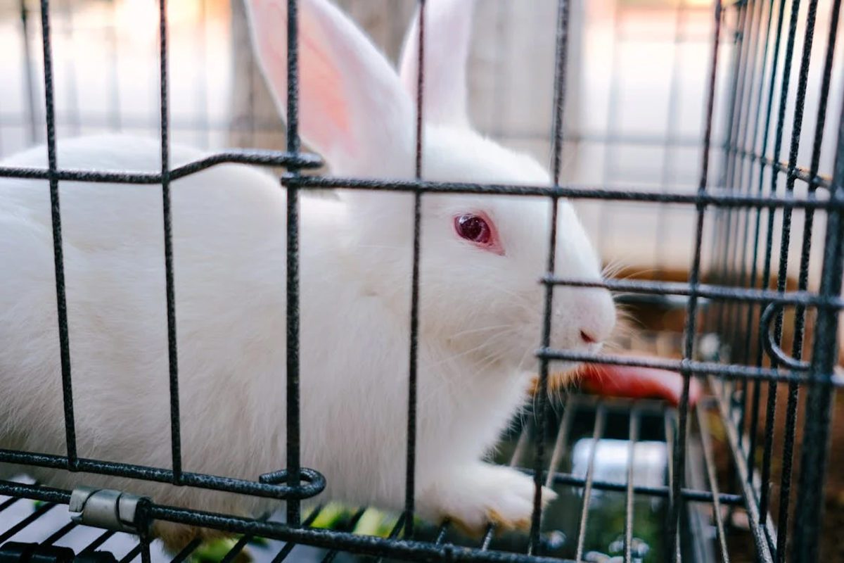 Rabbit Housing 101: How to Set Up the Perfect Enclosure for Your Bunny