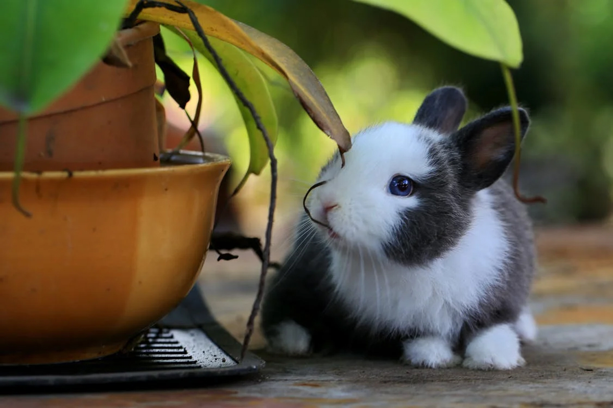 Rabbit Housing 101: How to Set Up the Perfect Enclosure for Your Bunny