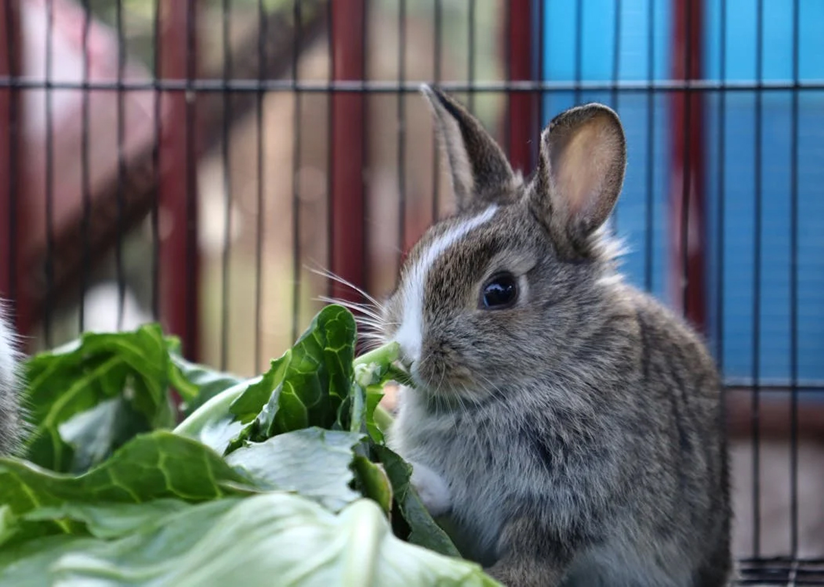 Rabbit Housing 101: How to Set Up the Perfect Enclosure for Your Bunny