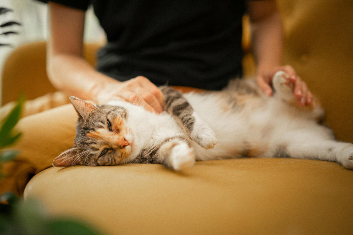 Spending Good Friday With Your Pet Peace And Quiet
