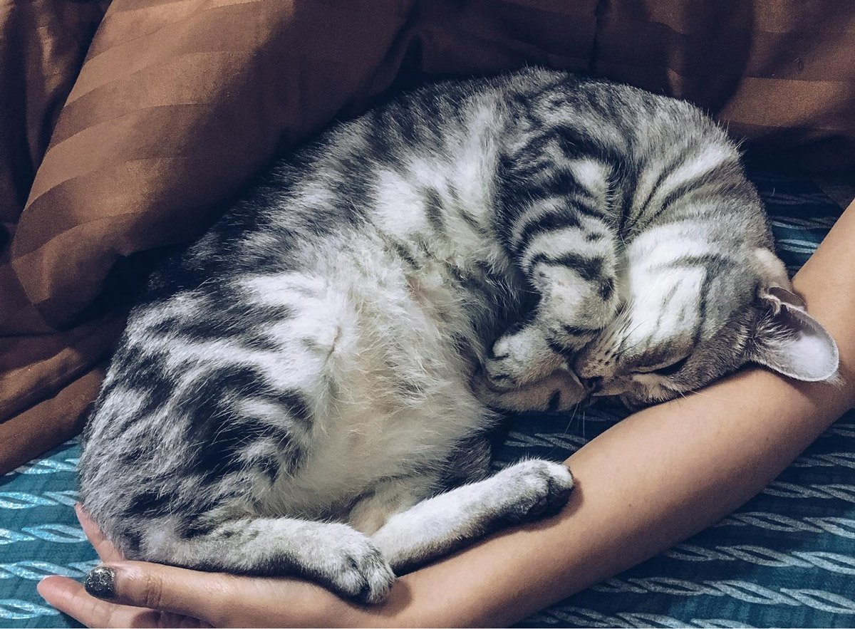 Spending Good Friday With Your Pet Peace And Quiet
