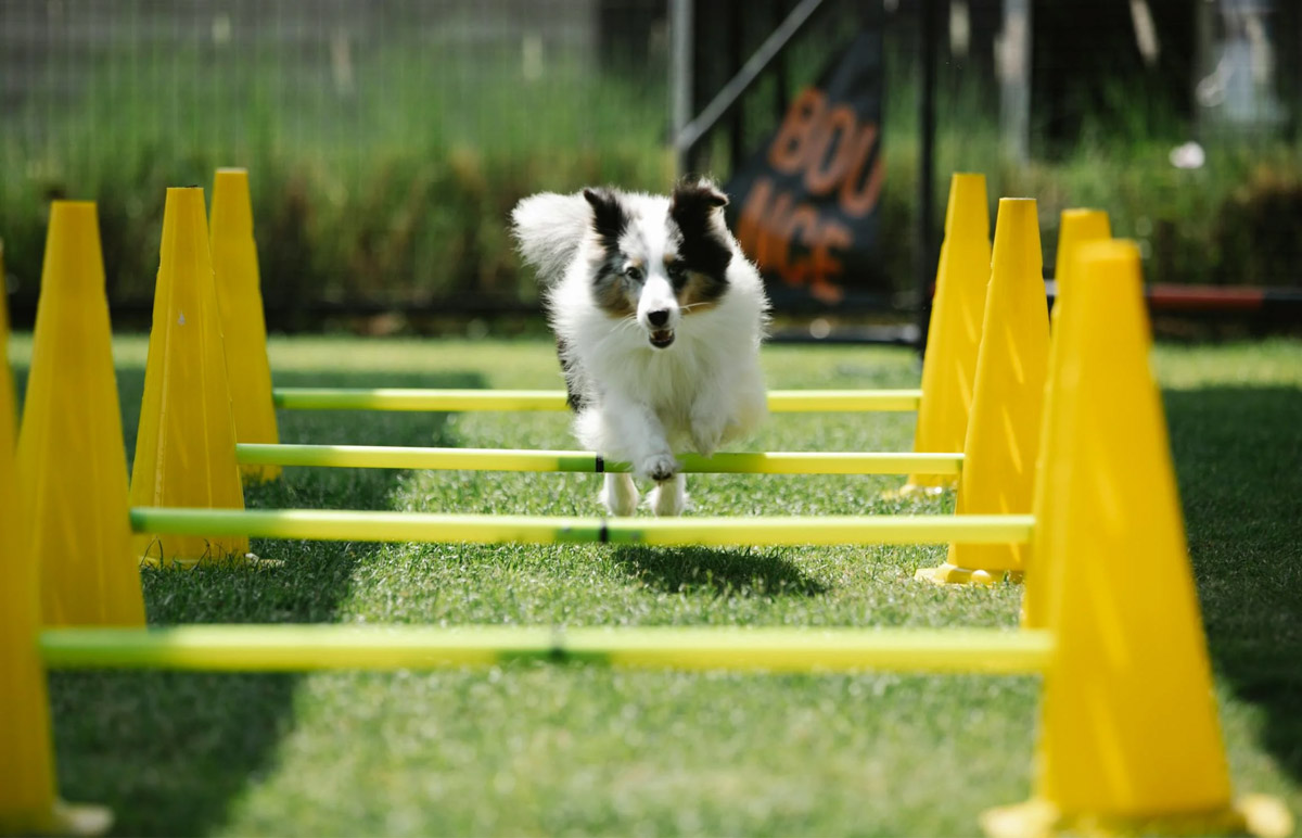 Spending Good Friday With Your Pet Peace And Quiet