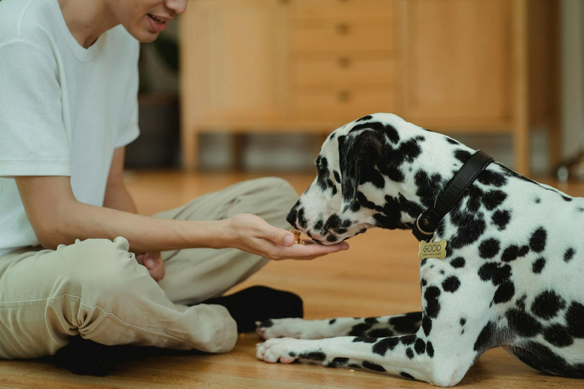 Spending Good Friday With Your Pet Peace And Quiet