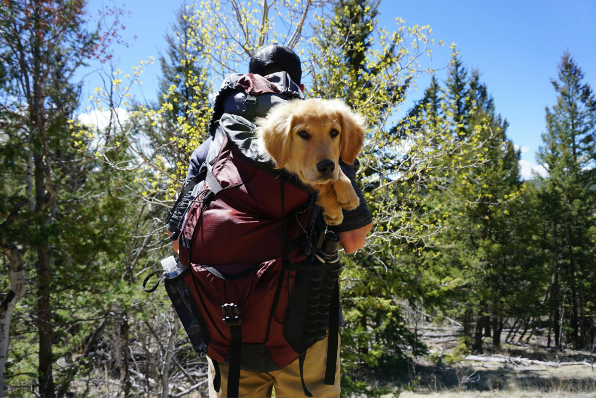 Spending Good Friday With Your Pet Peace And Quiet