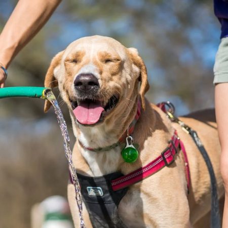 The Ultimate Guide to Choosing the Best Dog Breed for Singapore’s Climate