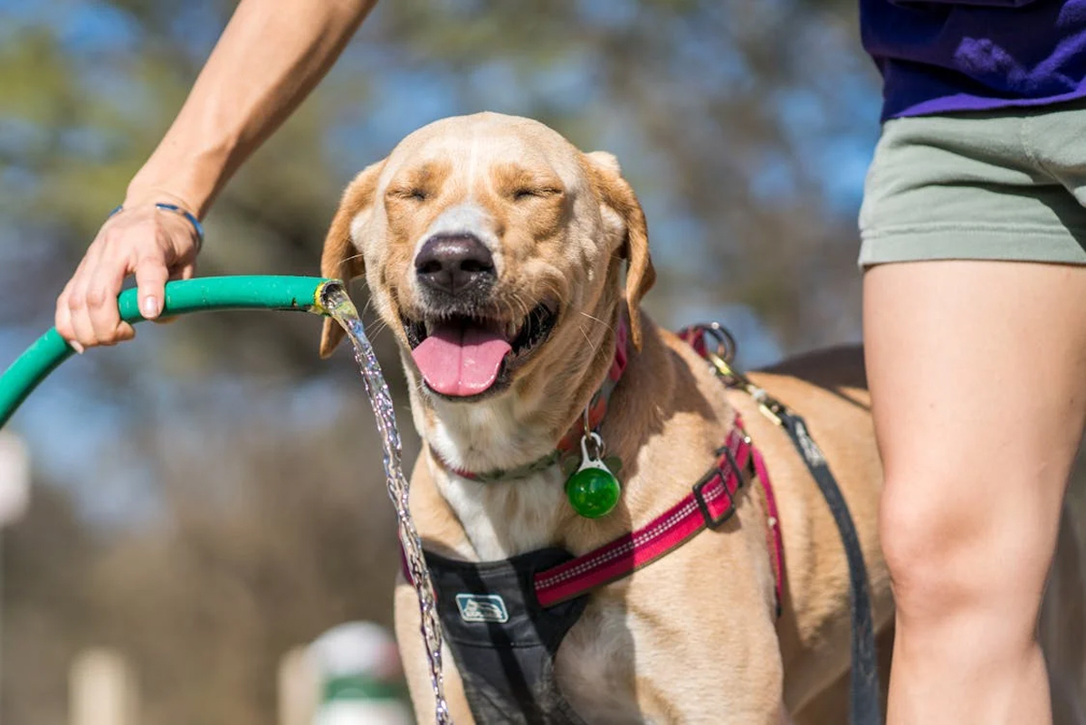 The Ultimate Guide to Choosing the Best Dog Breed for Singapore’s Climate