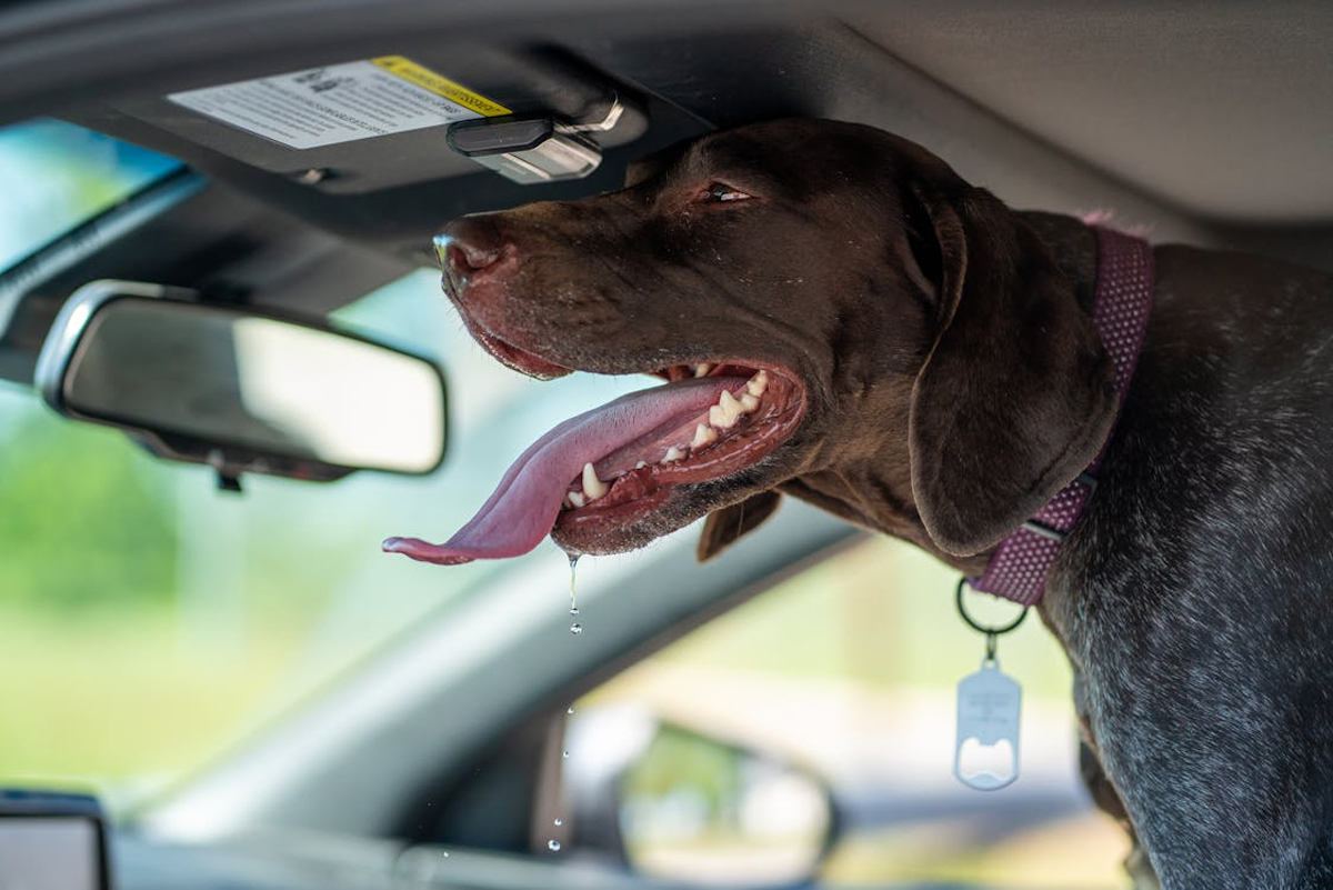 The Ultimate Guide to Choosing the Best Dog Breed for Singapore’s Climate