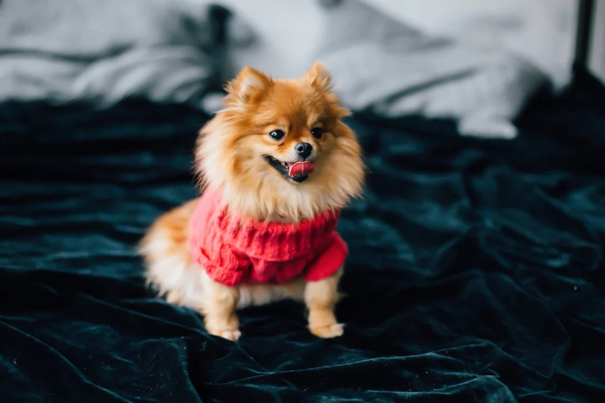 The Ultimate Guide to Choosing the Best Dog Breed for Singapore’s Climate