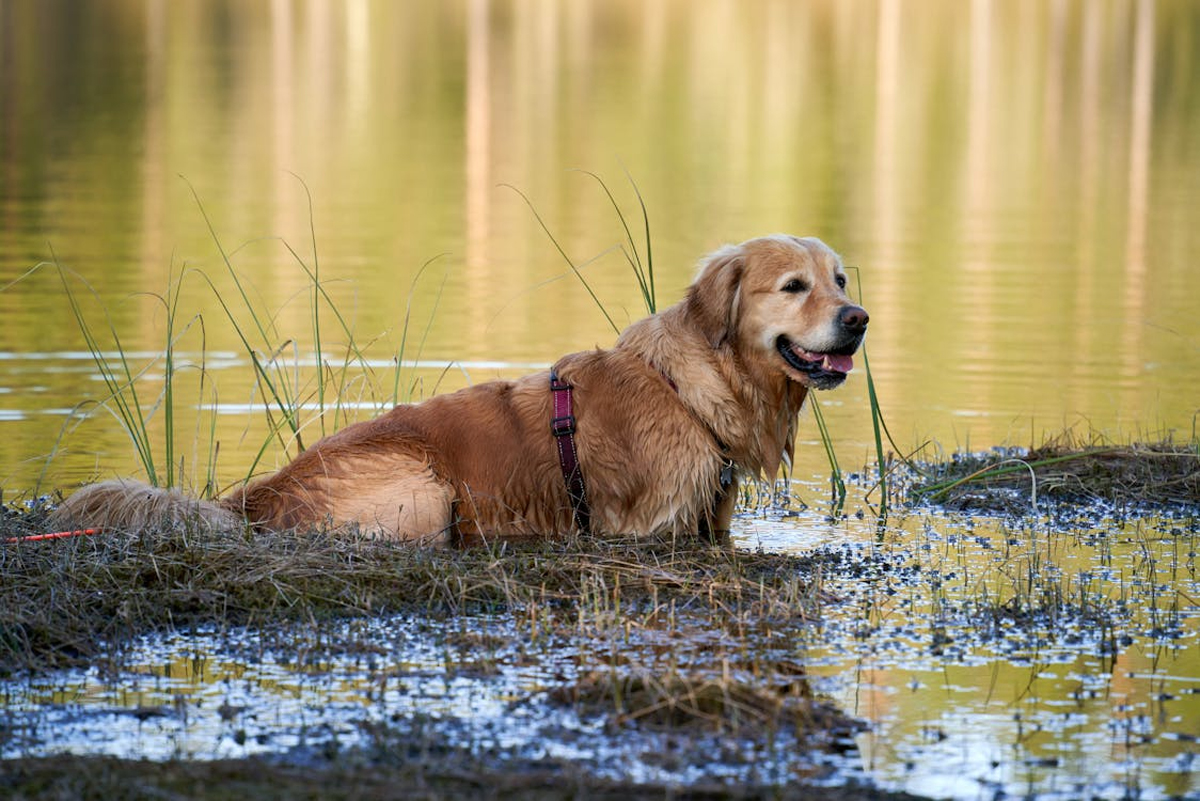 The Ultimate Guide to Choosing the Best Dog Breed for Singapore’s Climate