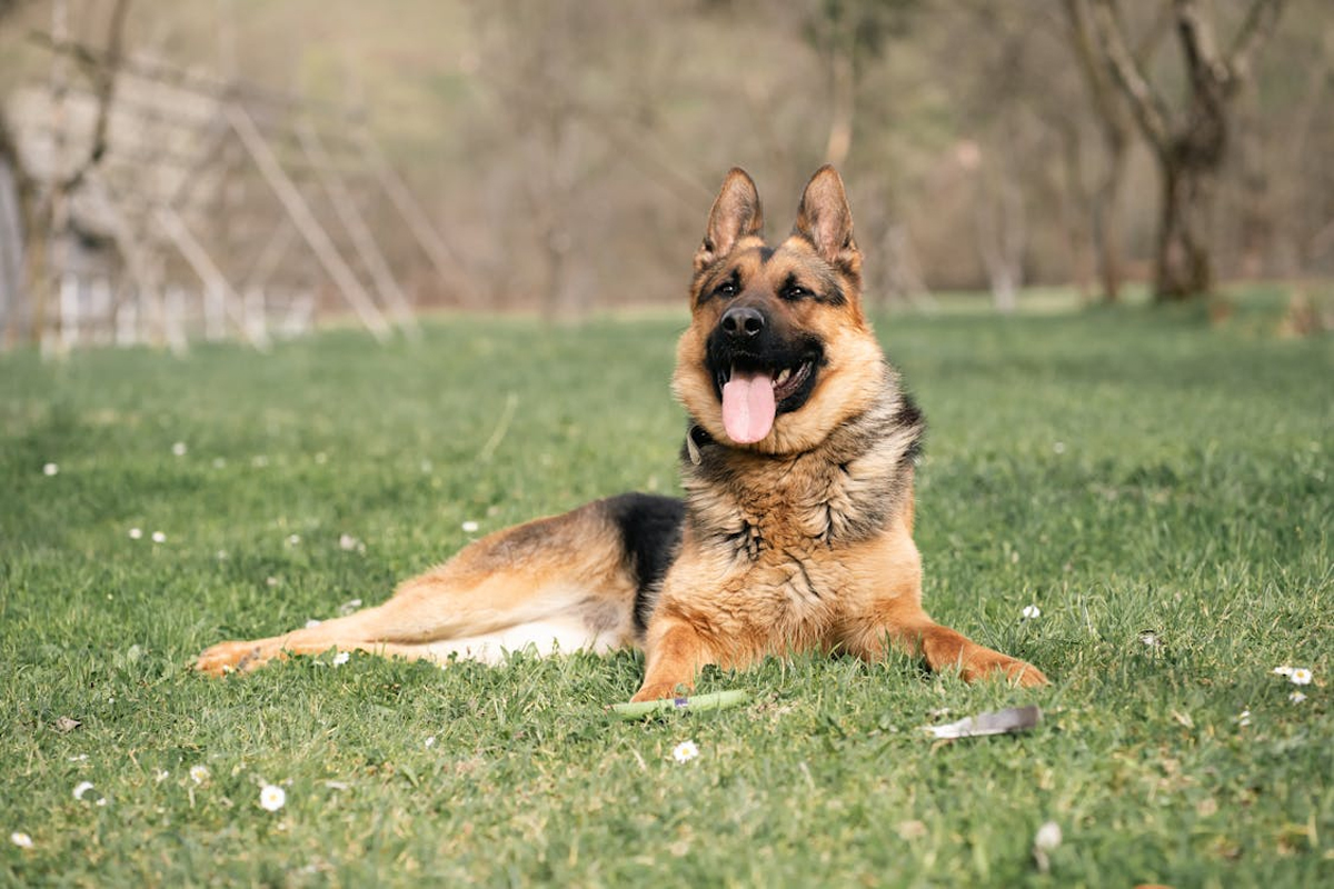 The Ultimate Guide to Choosing the Best Dog Breed for Singapore’s Climate