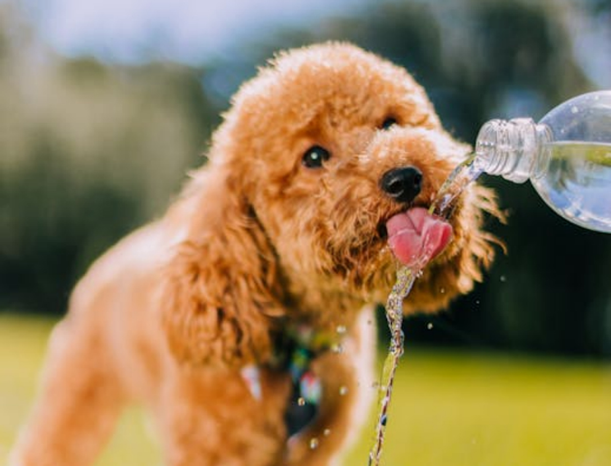 The Ultimate Guide to Choosing the Best Dog Breed for Singapore’s Climate