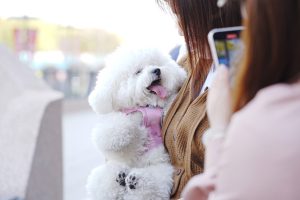 What To Pack For A Day Out At A Pet-Friendly Location