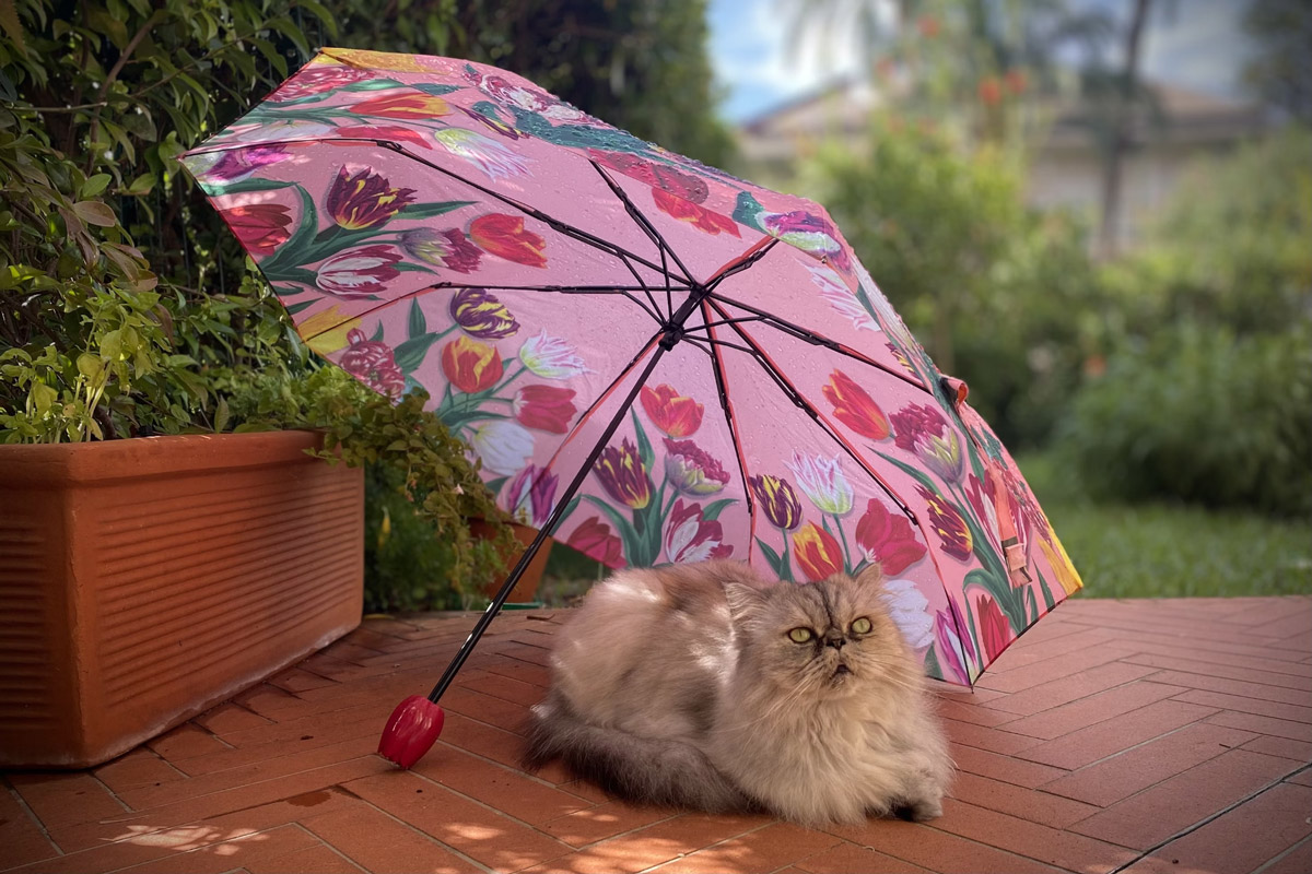 What To Pack For A Day Out At A Pet-Friendly Location