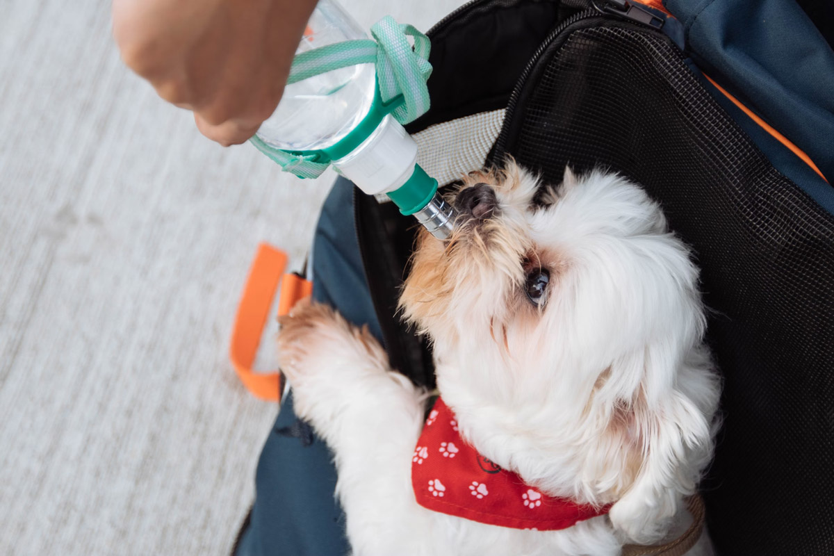What To Pack For A Day Out At A Pet-Friendly Location