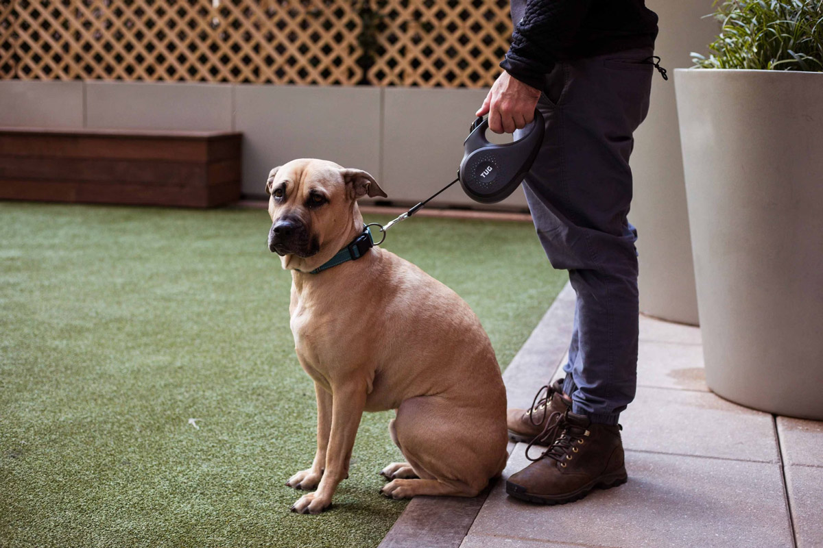 What To Pack For A Day Out At A Pet-Friendly Location