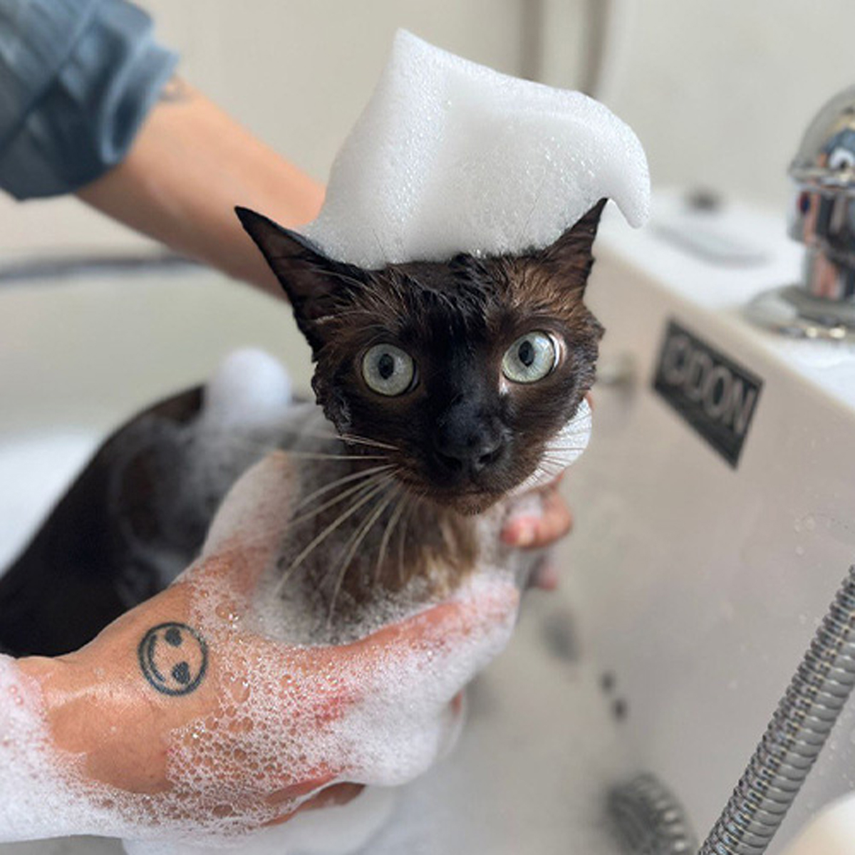 Best Cat Grooming Services In Singapore For Flawless Fur
