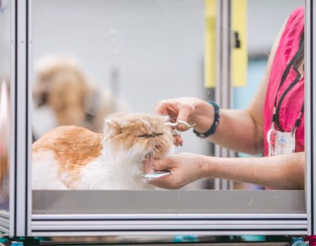 Best Cat Grooming Services In Singapore For Flawless Fur