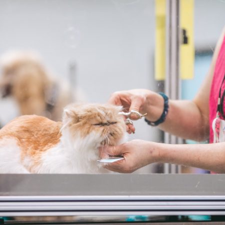 Best Cat Grooming Services In Singapore For Flawless Fur