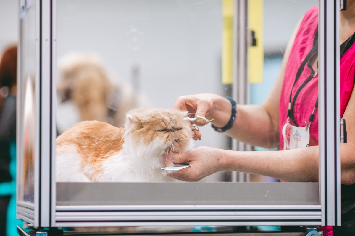 Best Cat Grooming Services In Singapore For Flawless Fur