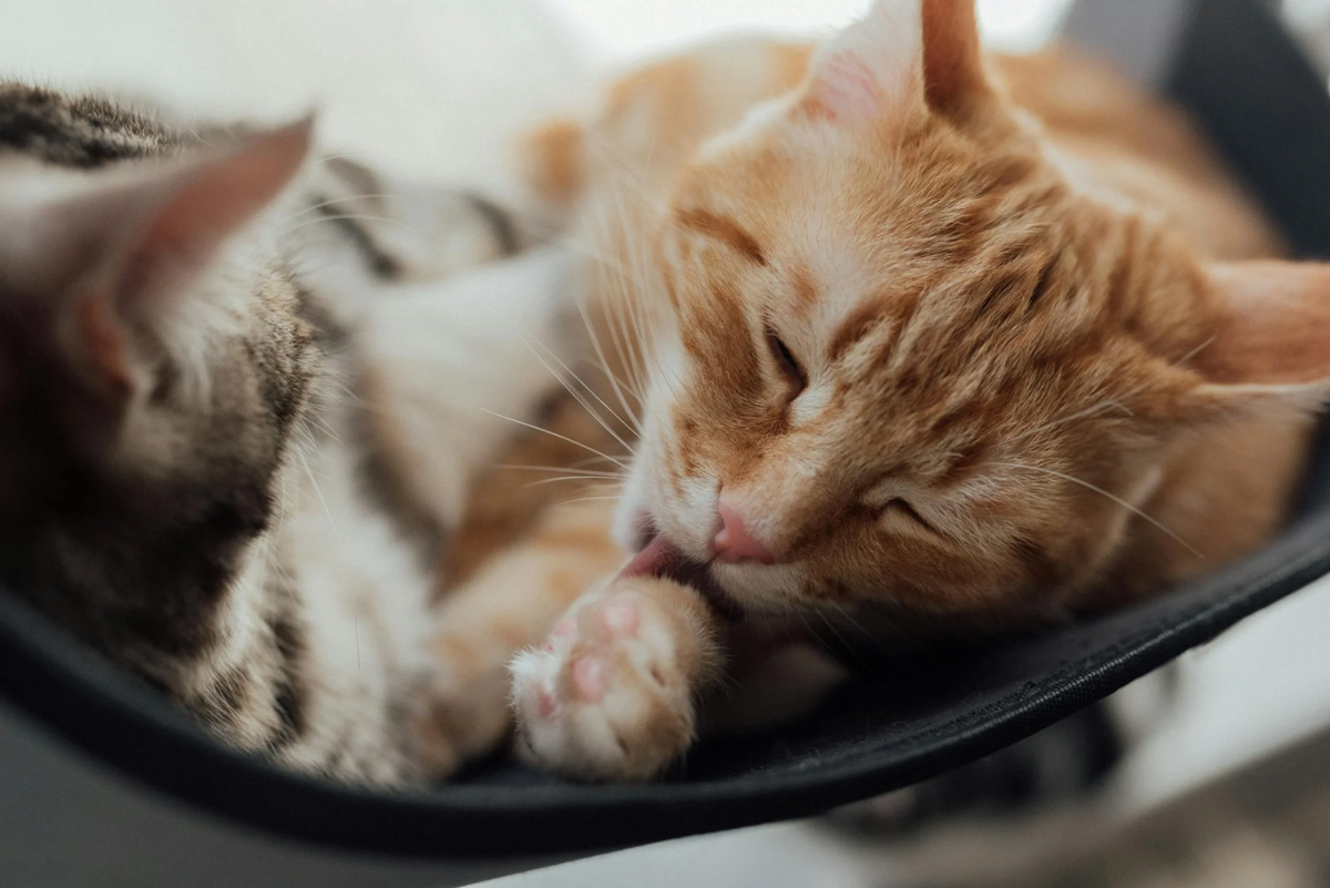 Can You Over-Groom A Cat Here’s All You Should Know