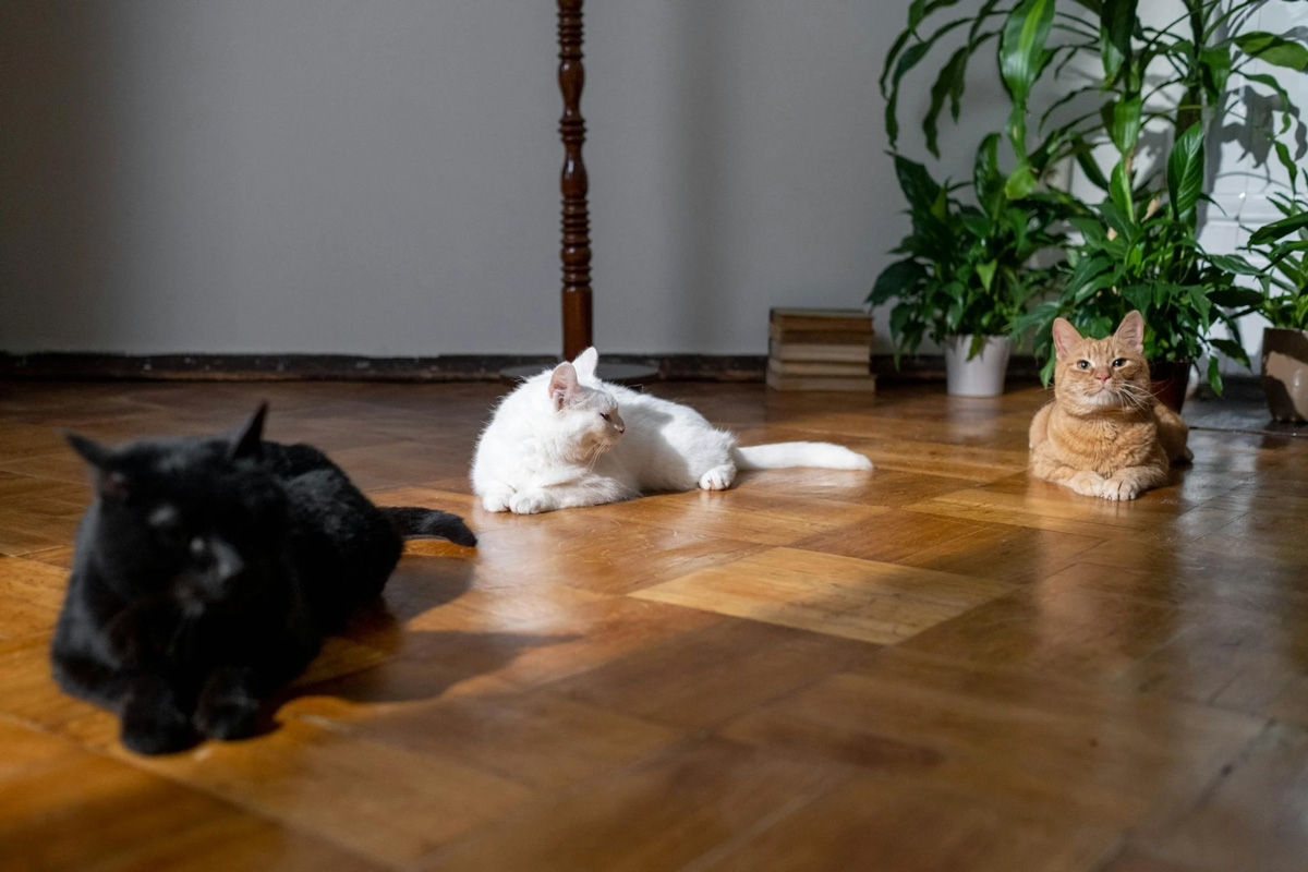 Can You Over-Groom A Cat Here’s All You Should KnowCan You Over-Groom A Cat Here’s All You Should Know