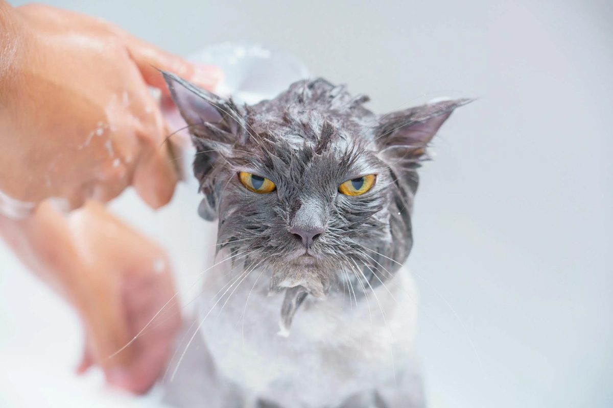 Can You Over-Groom A Cat Here’s All You Should Know