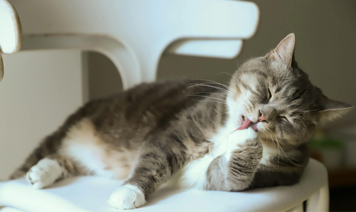 Can You Over-Groom A Cat Here’s All You Should Know
