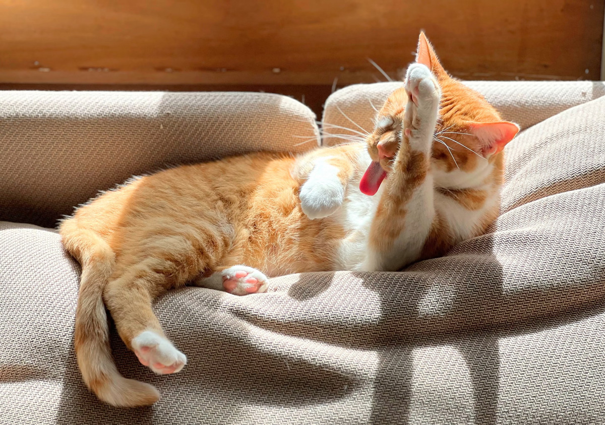 Can You Over-Groom A Cat Here’s All You Should Know