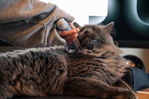 Can You Over-Groom A Cat Here’s All You Should Know