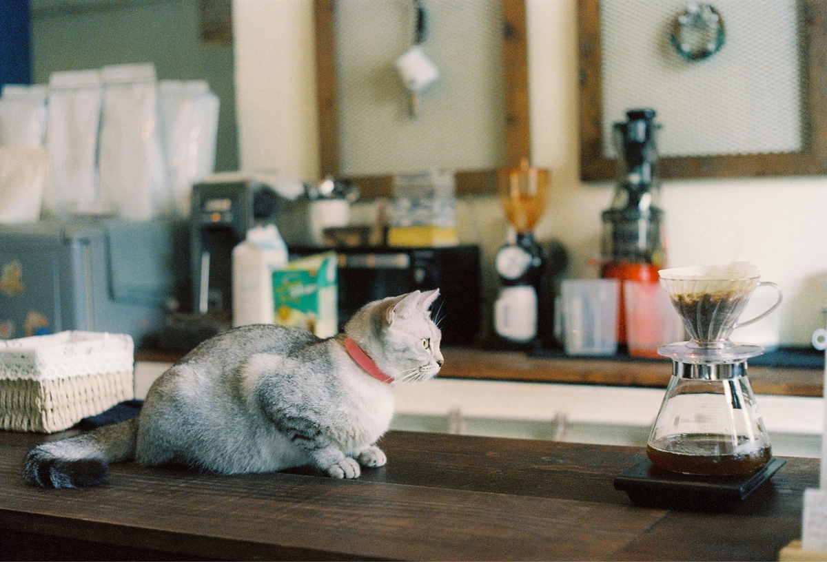 Title How Pet Cafés Promote Socialisation For You & Your Pet